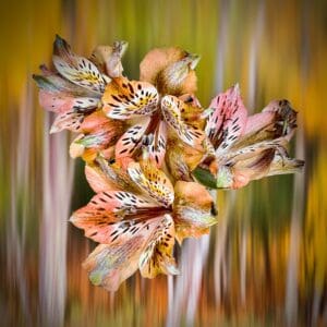 Painted By Nature (3 different images)