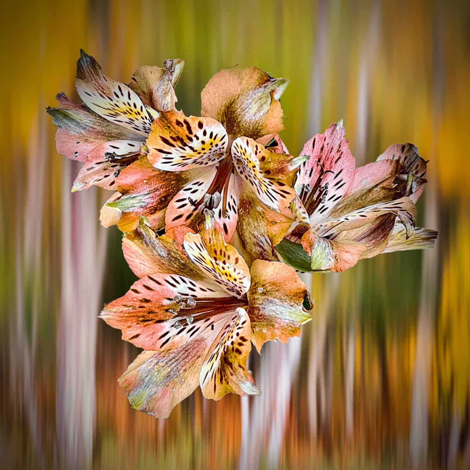 Painted By Nature (3 different images)