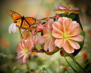 Summer Stillness
